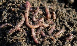 Composting worms in vermicast bedding